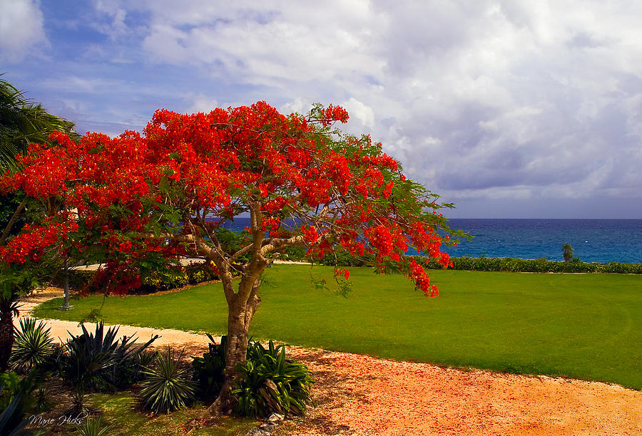 Flamboyant Tree in Grand Cayman Photograph by Marie Hicks