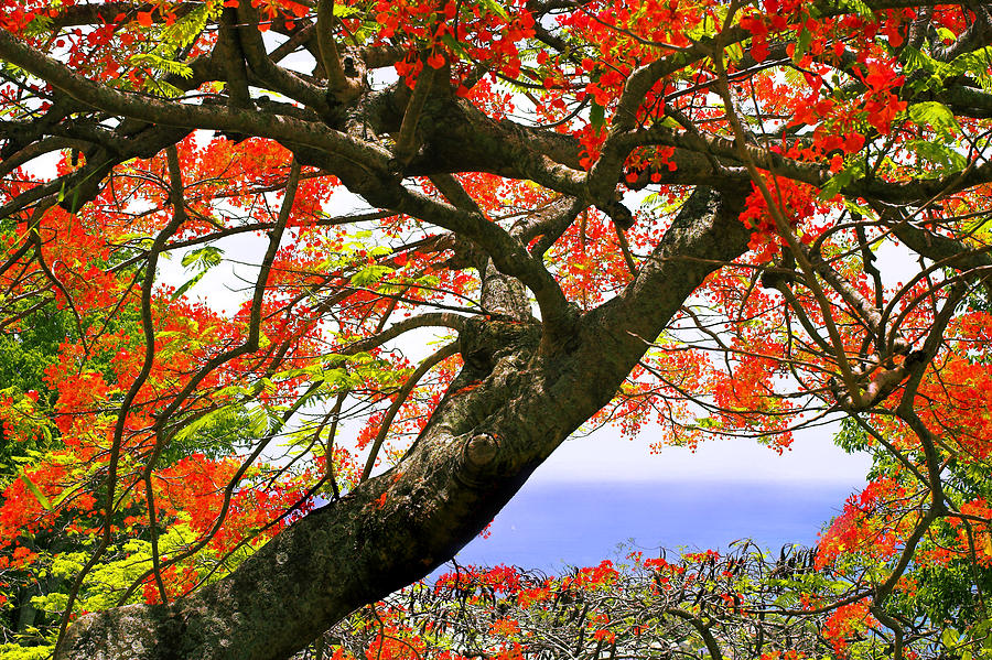 Flamboyant Trees- St Lucia Photograph by Chester Williams