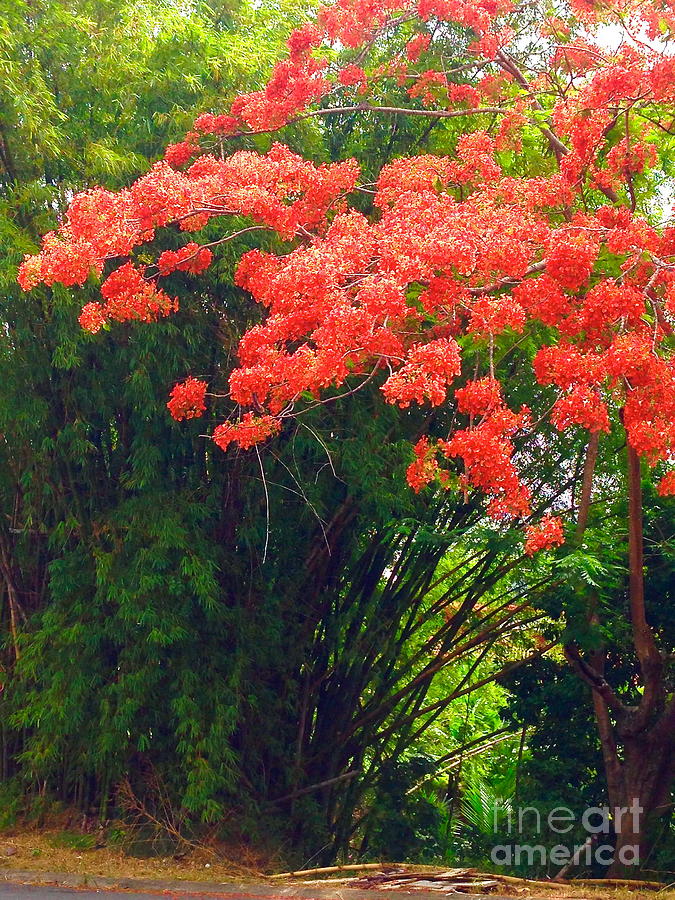 Flamboyant With Bamboo by The Art of Alice Terrill Flamboyant With Bamboo by The Art of Alice Terrill