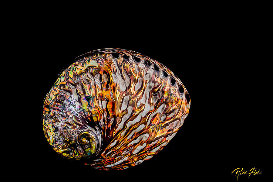 Flame Abalone Photograph by Rikk Flohr
