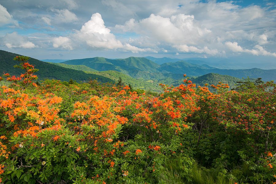 Flame Azaleas Roan Highlands Appalachian Trail by Rick Dunnuck Flame Azaleas Roan Highlands Appalachian Trail by Rick Dunnuck