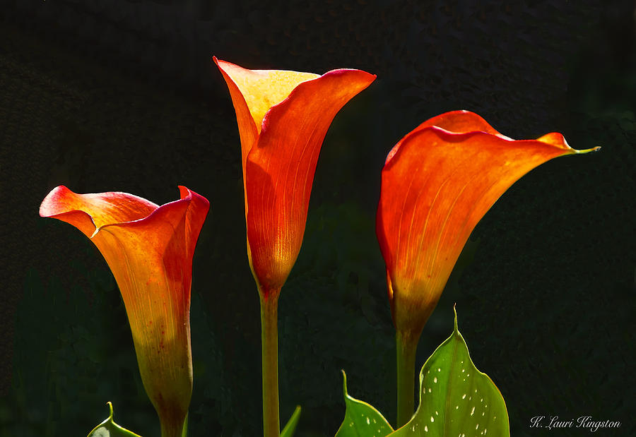 Flame Calla Lily Flower Photograph by K L Kingston