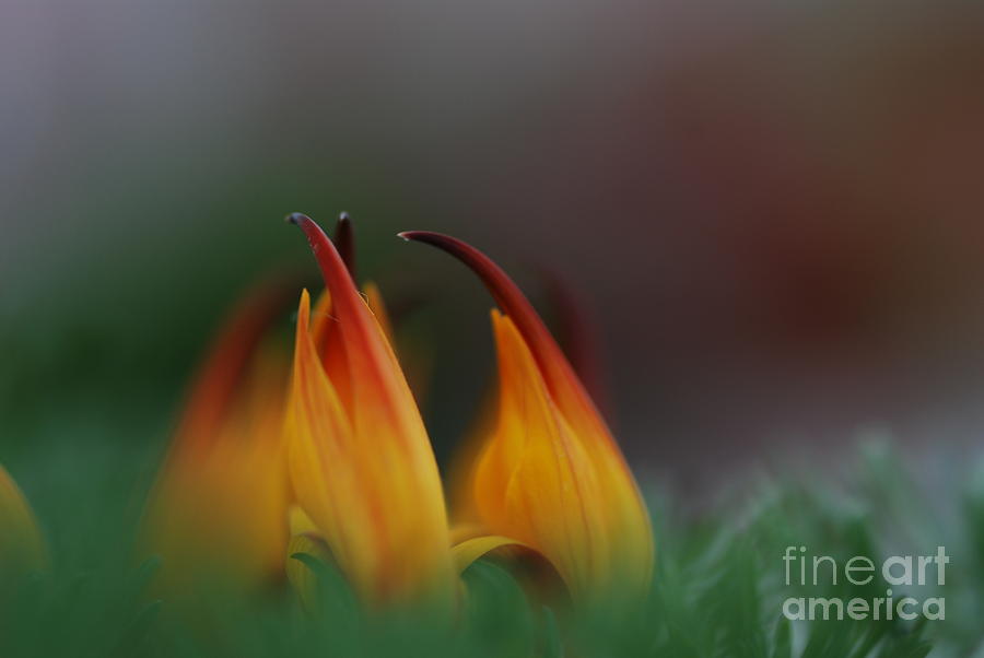 Yellow Photograph - Flame by Catherine Lau
