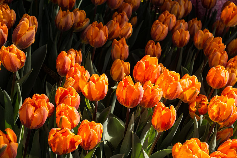Flame Colored Tulips - Enjoying the Beauty of Spring Photograph by Georgia Mizuleva
