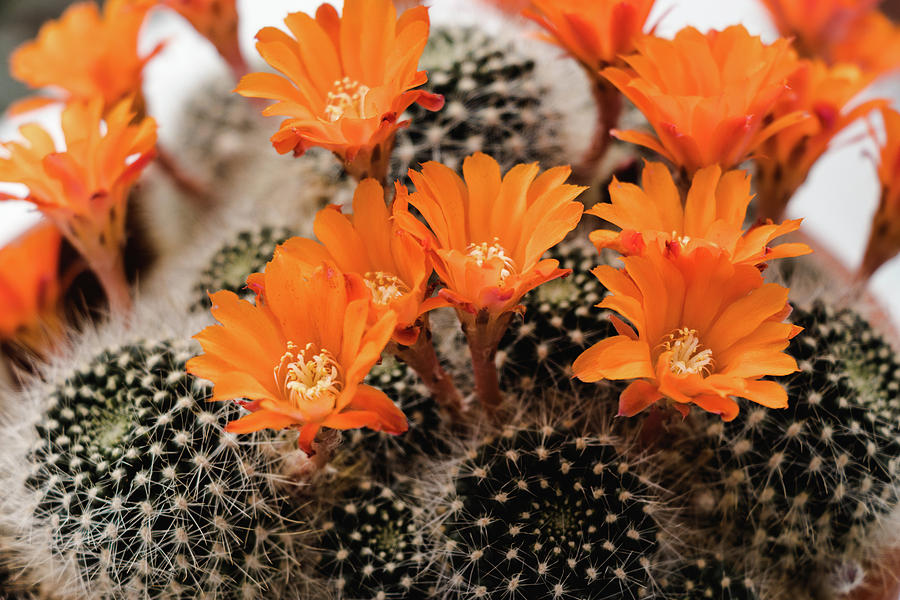 Flame Crown Cactus - Rebutia Flavistyla Photograph by Cristina Stefan