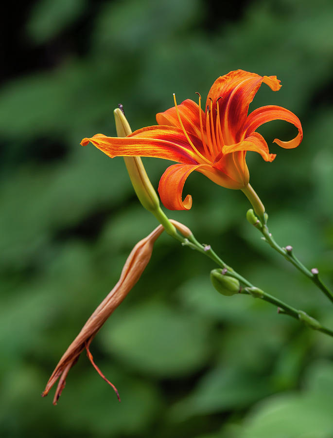 Flame Lily Photograph by Robert Ullmann