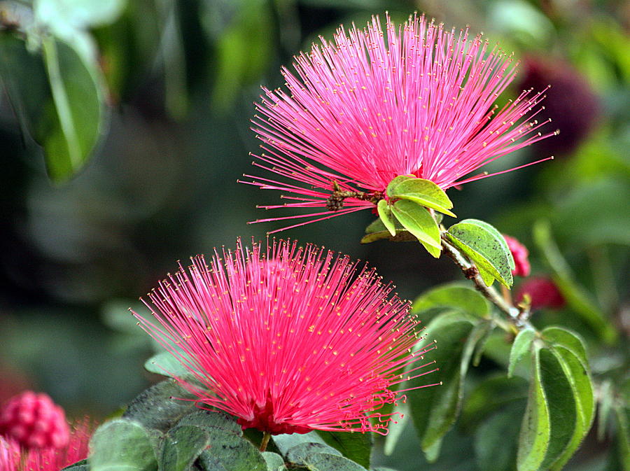 Flame Mimosa Blooms Photograph by Sheila Brown