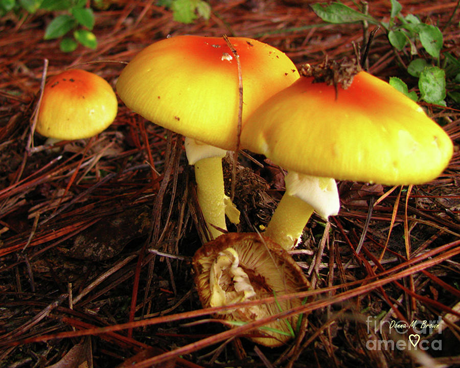 Flame Pluteus Mushroom  Photograph by Donna Brown