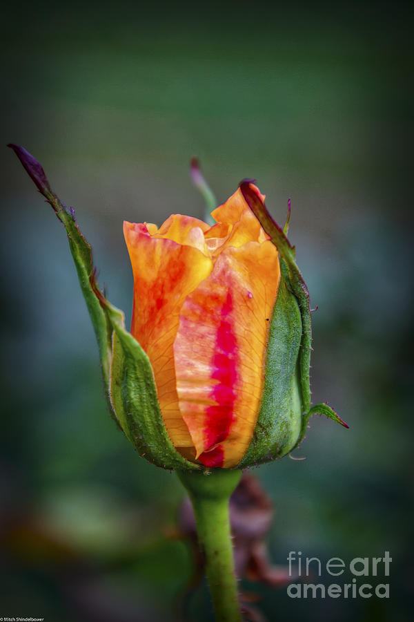 Flowers Still Life Photograph - Flame Rose by Mitch Shindelbower