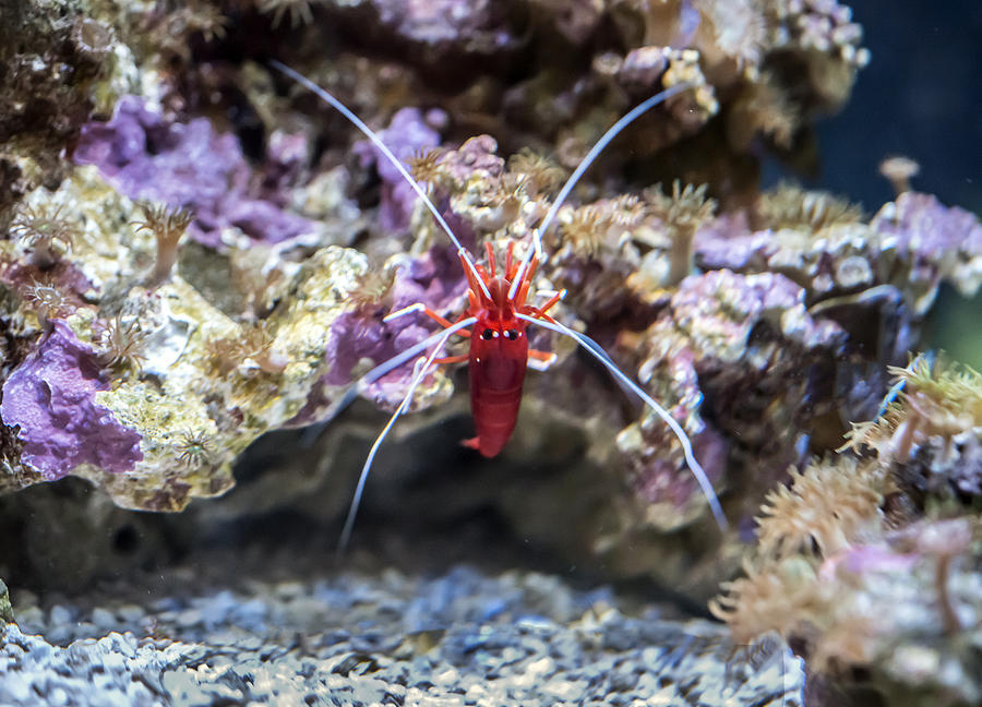 Flame Shrimp Photograph by William Bitman