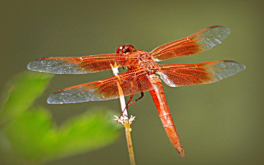 Insects Photograph - Flame Skimmer by AJ Schibig