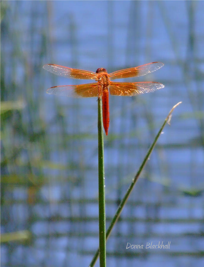 Flame Skimmer Dragonfly Photograph by Donna Blackhall