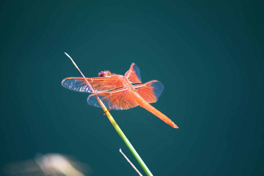 Flame Skimmer Dragonfly  Libellula saturata  Photograph by Frank Wilson