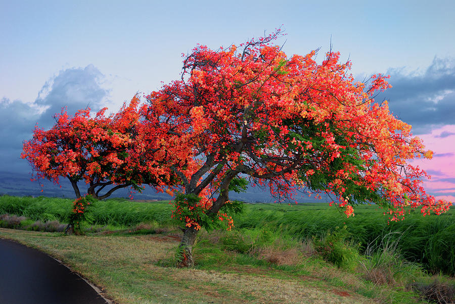 Nature Photograph - Rainbow Shower Tree at Haleakala Sunset by Lee Kappel