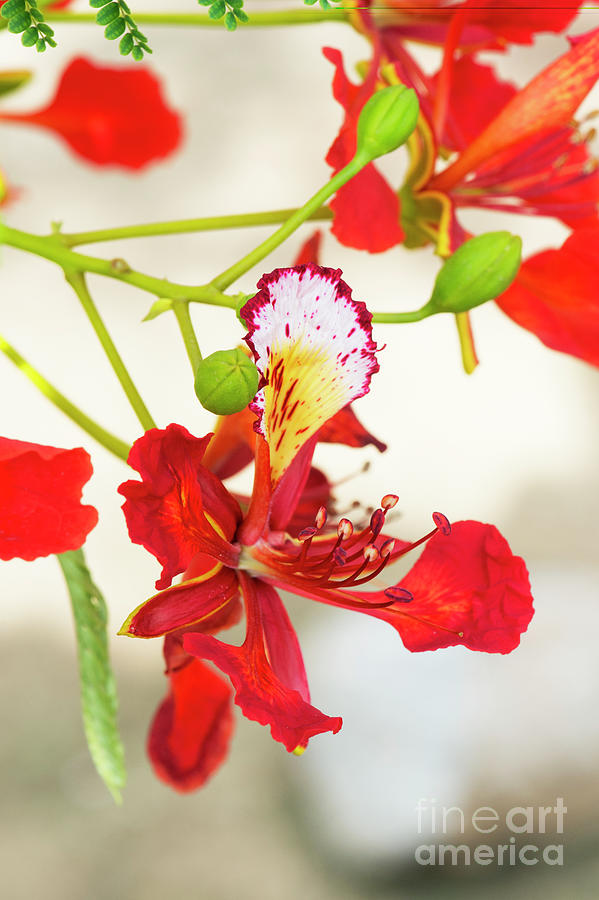 Flame Tree Flower Photograph by Tim Gainey