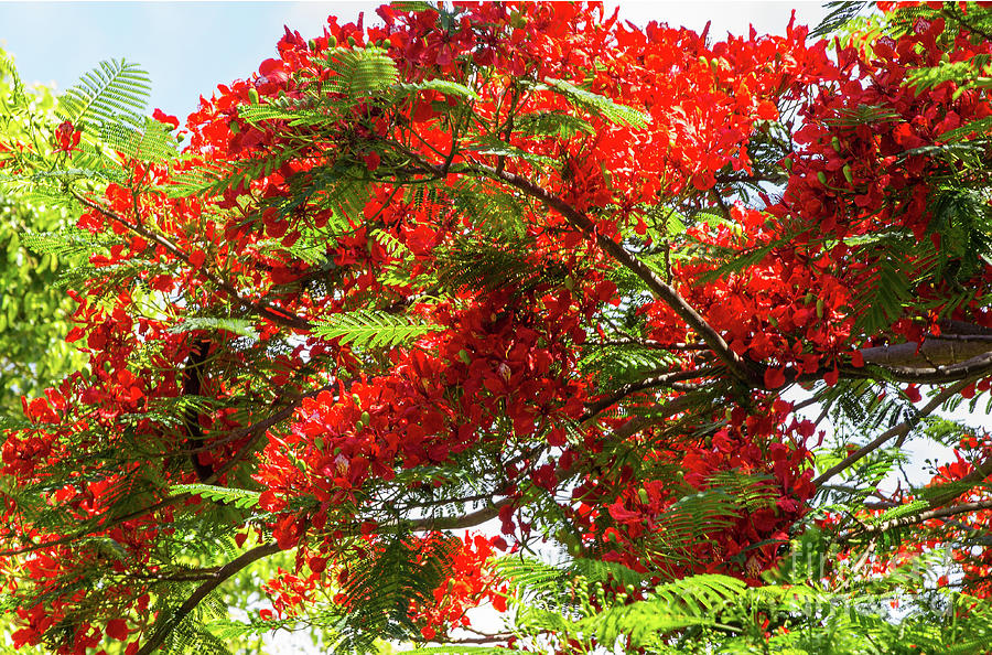 Flowering Flame Tree Photograph by Kris Hiemstra - Pixels