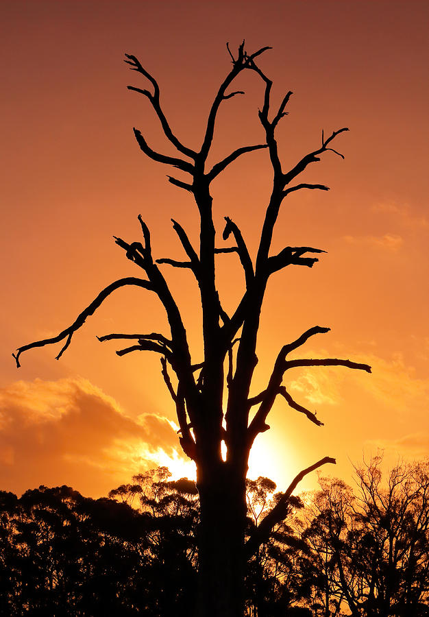 Flame Tree Photograph by Nicholas Blackwell