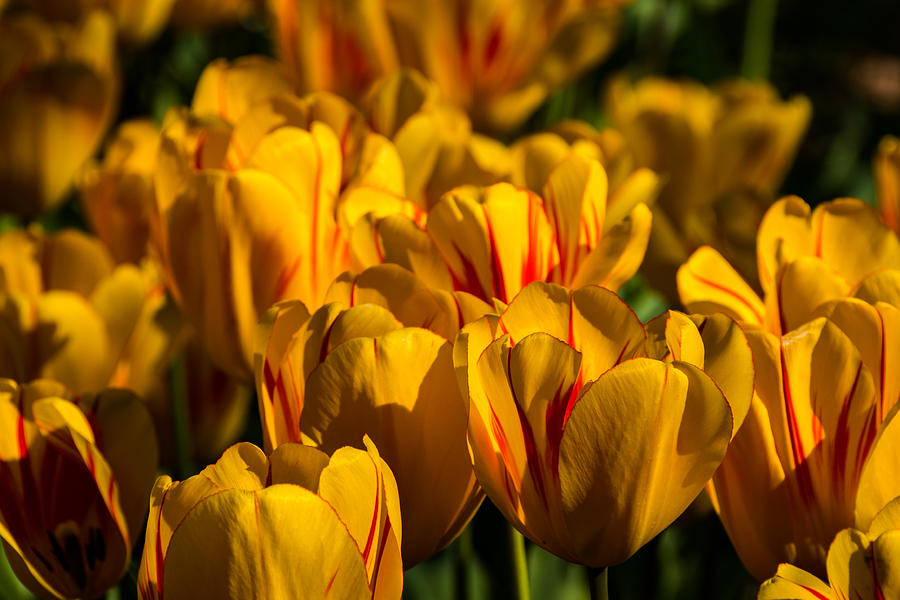 Flame Tulips Photograph by Jay Stockhaus