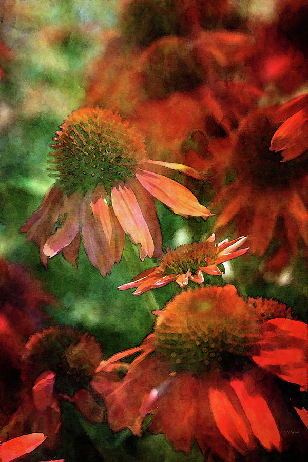Flamed Coneflowers 3762 IDP_2 Photograph by Steven Ward