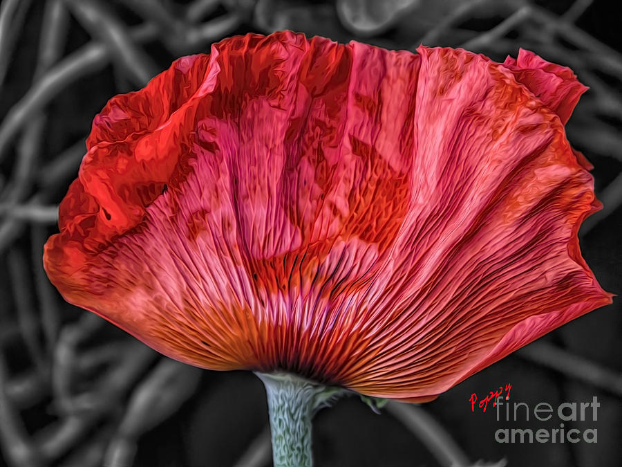 Poppy Photograph - Flamenco Red by Gillian Singleton