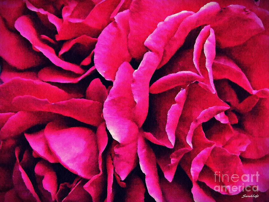 Rose Photograph - Flamenco Ruffles 2   by Sarah Loft