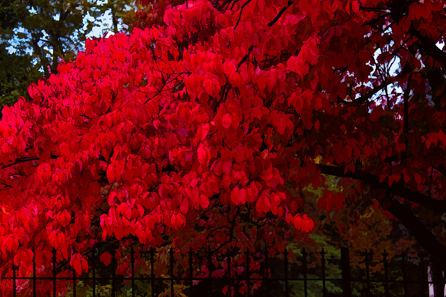 Flames of Autumn Photograph by Susan Vineyard