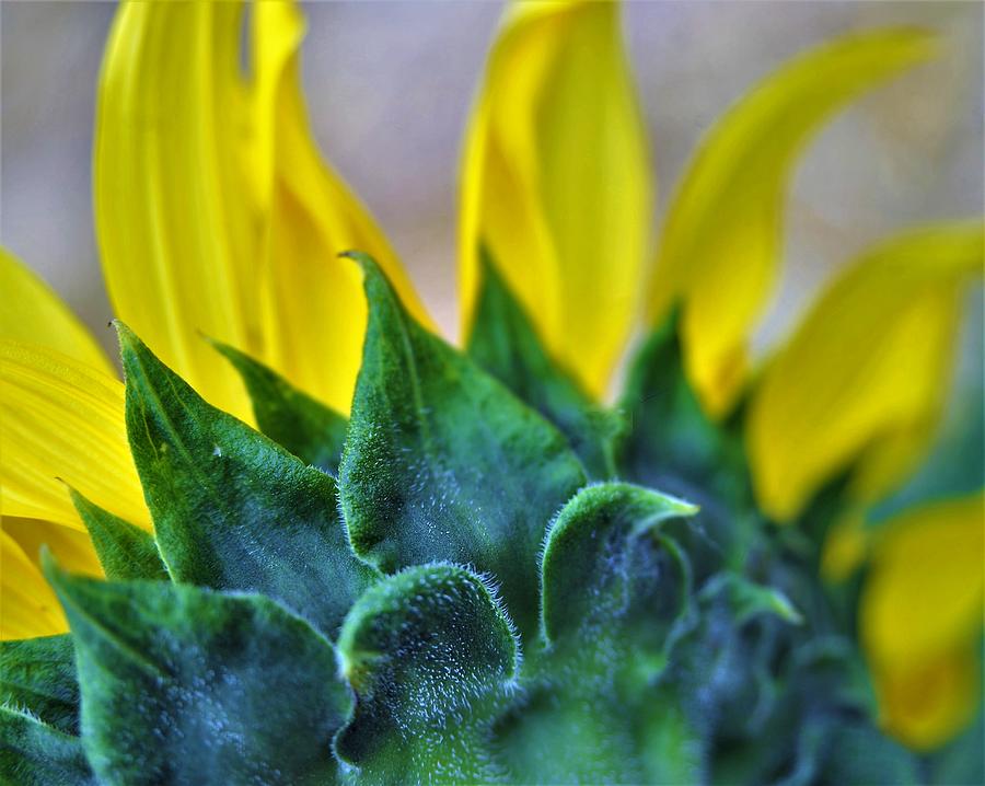 Sunflower For Ukraine Photograph by Heidi Fickinger