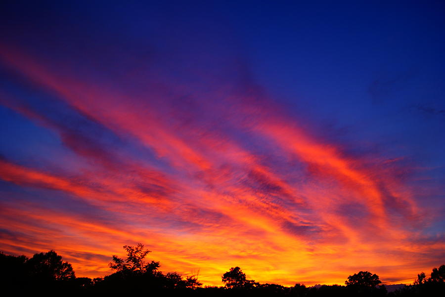 Flametail Photograph by Joshua Tillery | Fine Art America