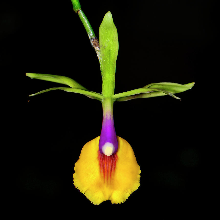 Flamethrower Orchid 008 Photograph by George Bostian