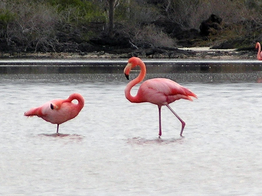 Flamingo Photograph - Flamigos by Ladonna Idell