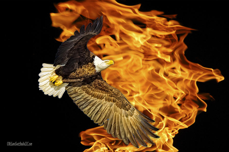 bald eagle flames