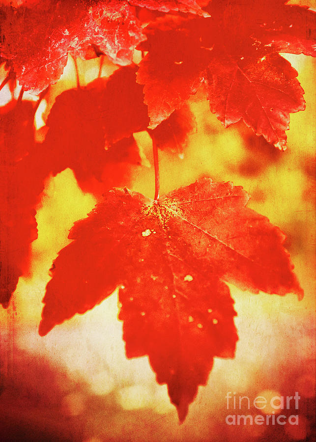 Flaming Autumn Photograph by Anita Pollak