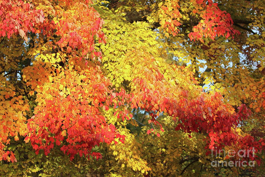 Flaming Autumn Leaves Art Photograph by Reid Callaway