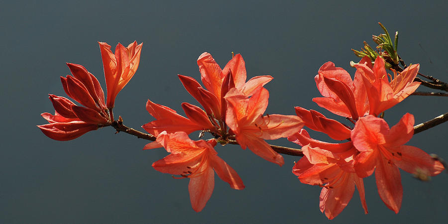 Flaming Azalea Photograph by Jerry Griffin