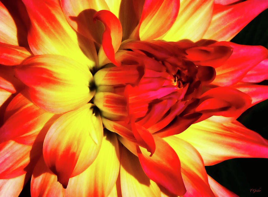 Flaming Blossom Photograph by Tony Grider