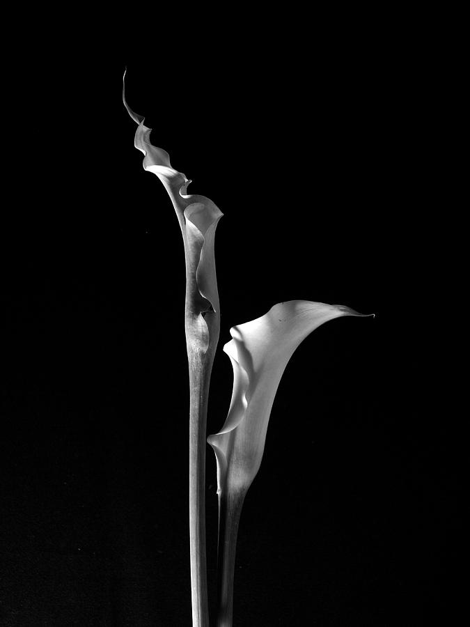 Flaming Callas Photograph by Thomas Pipia