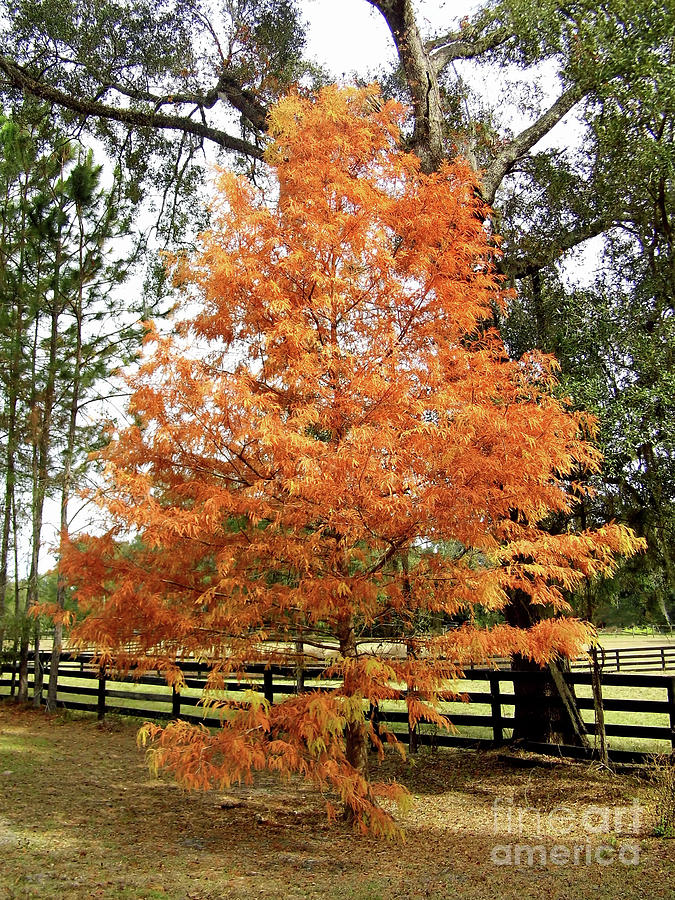 Flaming Colored Cypress Photograph by D Hackett