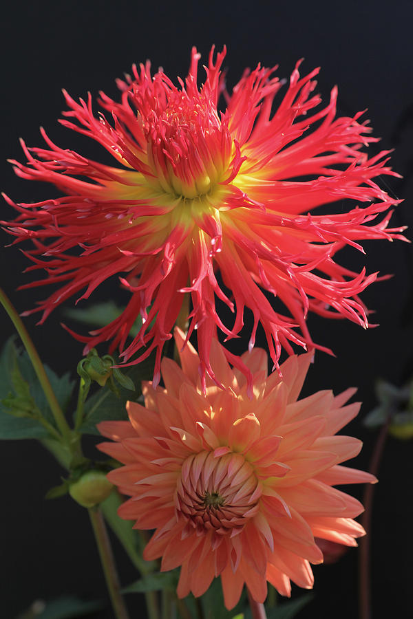 Flaming Dahlia Photograph by Tammy Pool