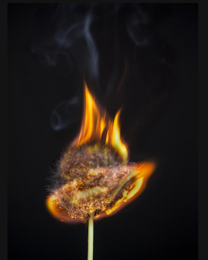 Flaming Dandelion Photograph by Pam DeCamp