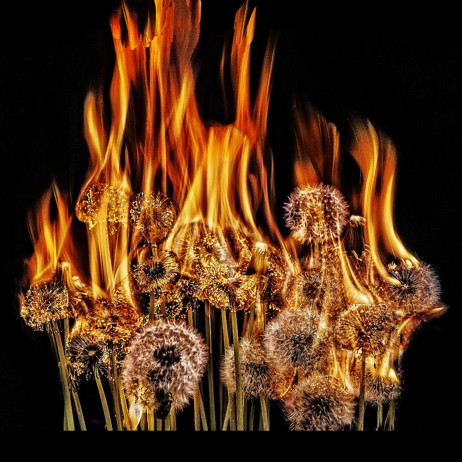 Flaming Dandelions Photograph by Pam DeCamp