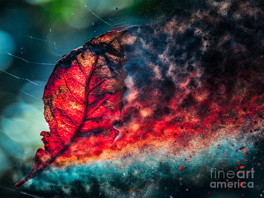 Flaming Fall Color Photograph by Michael Arend