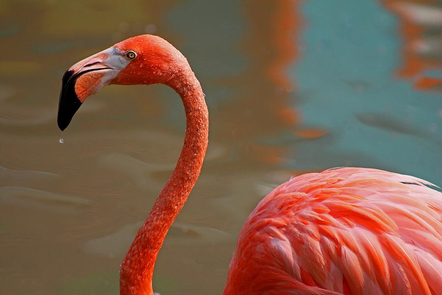 Flaming Flamingo Photograph by Michiale Schneider