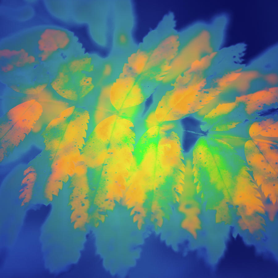 Flaming Foliage 2 by Ari Salmela Flaming Foliage 2 by Ari Salmela