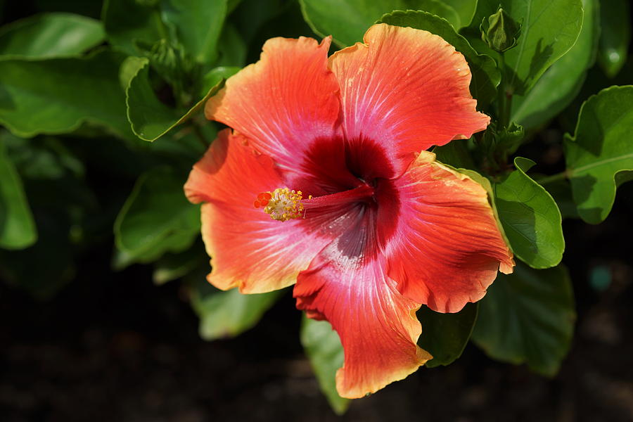 Flaming Hibiscus Photograph by Carrie Goeringer - Fine Art America