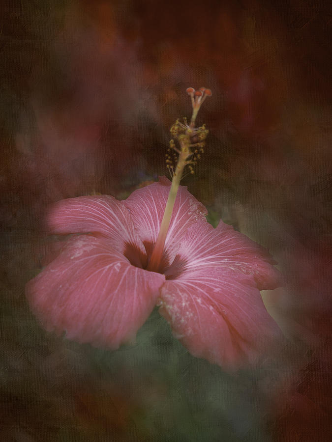 Flaming Hibiscus Photograph by Judy Hall-Folde