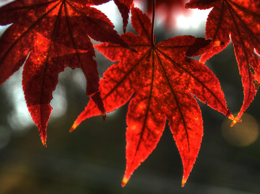 Flaming Leaves Photograph by Michael Kirk