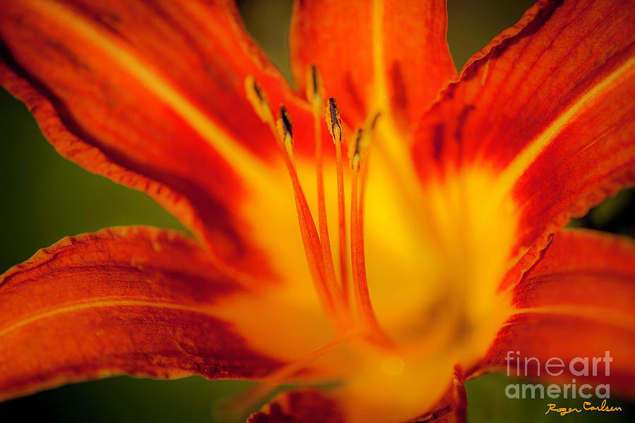 Flower Photograph - Flaming Lily by Roger Carlsen Flower Photograph - Flaming Lily by Roger Carlsen