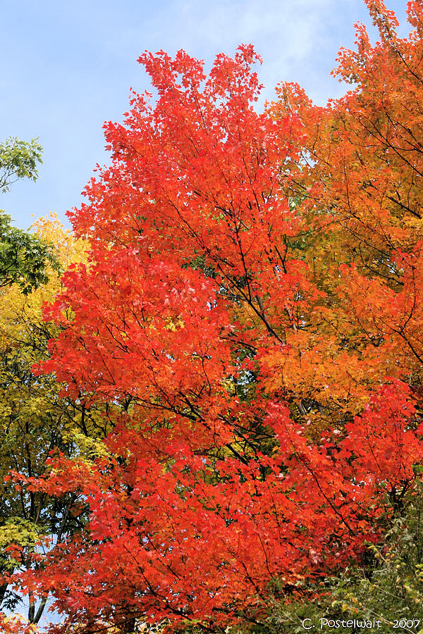 Flaming Maple Photograph by Carolyn Postelwait - Pixels