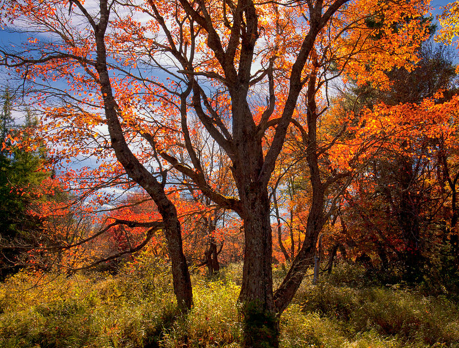 Flaming Meadow Photograph by Irwin Barrett