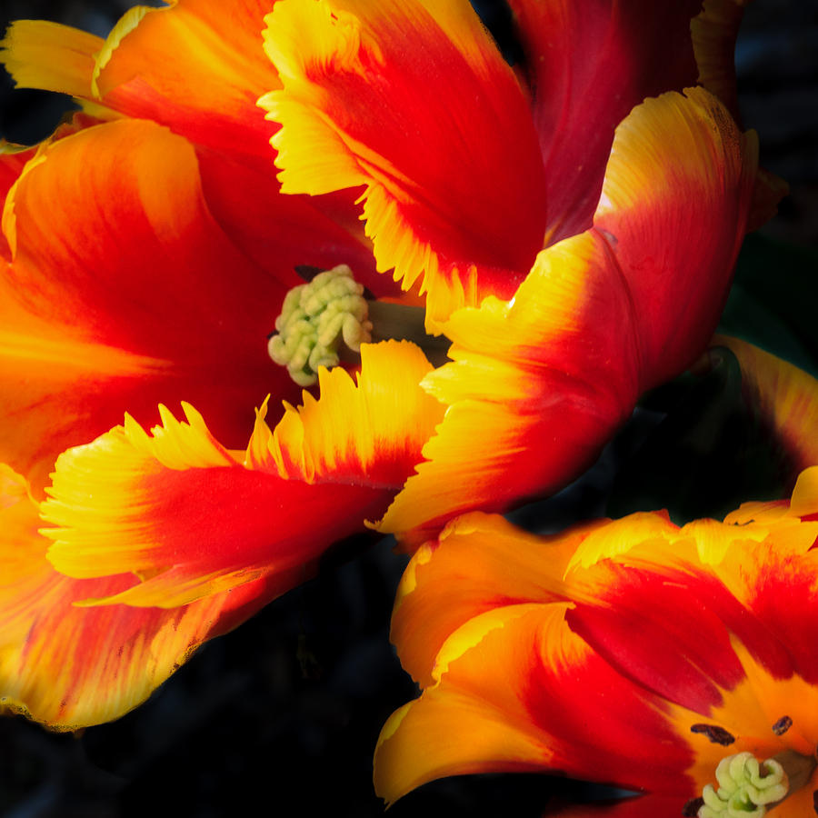 Flaming Parrot Tulips Photograph by Joni Eskridge